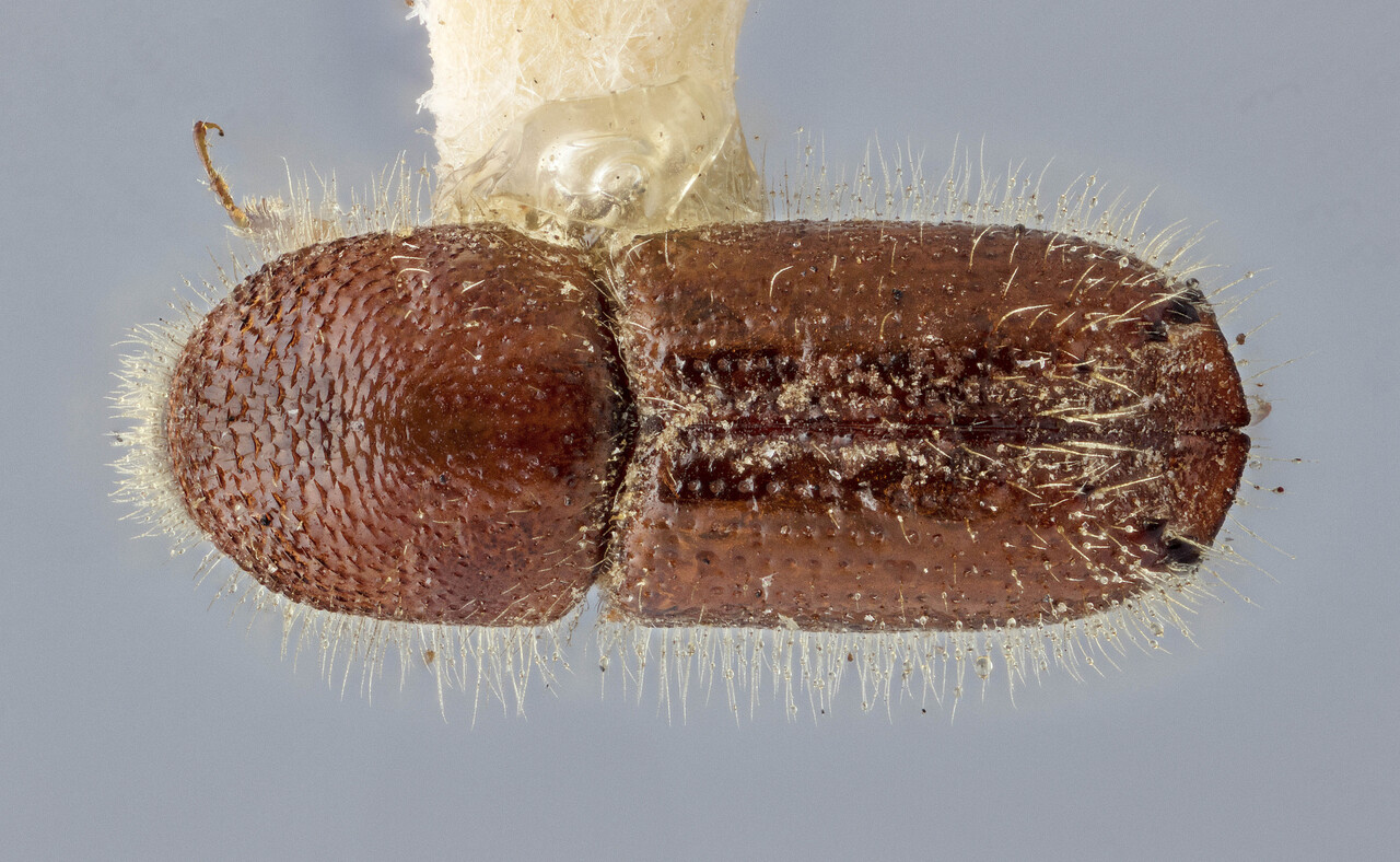 Genus / Species: Ips borealis thomasi | Image Author: J Buffam | Location: Canada, Nova Scotia, Ingonish | Image Type: holotype | Collection: Canadian National Collection of Insects, Arachnids and Nematodes