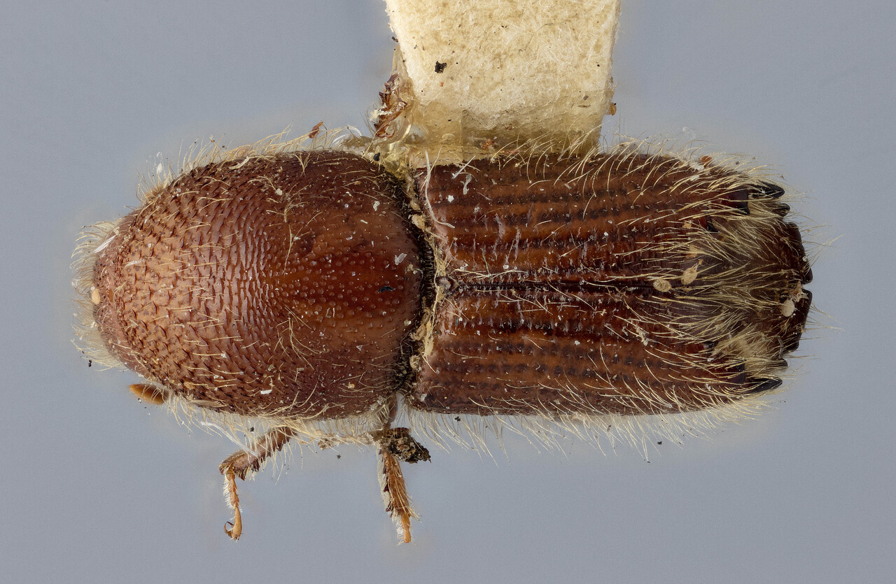 Genus / Species: Ips montanus | Image Author: J Buffam | Location: Canada, British Columbia, Quathiaski Cove, Vancouver Isl. | Image Type: holotype | Collection: Canadian National Collection of Insects, Arachnids and Nematodes