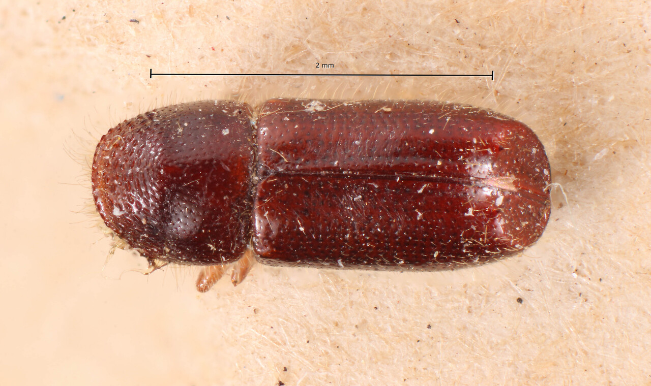 Genus / Species: Acanthotomicus bolivianus | Image Author: TH Atkinson | Location: Bolivia, Cochabamba, Cochabamba (departamento) | Image Type: holotype | Collection: Naturhistorisches Museum Wien