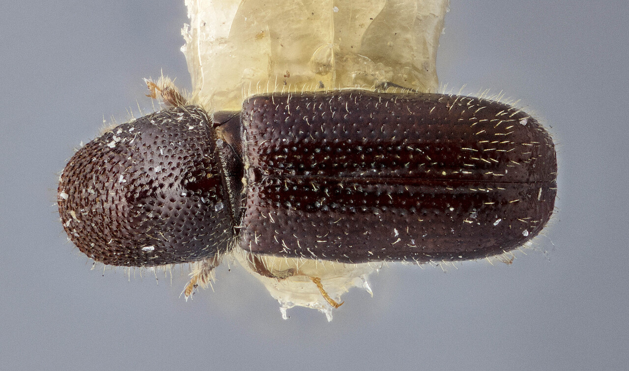Genus / Species: Pityokteines lasiocarpi | Image Author: J Buffam | Location: Canada, British Columbia, Rogers Pass | Image Type: lectotype | Collection: Canadian National Collection of Insects, Arachnids and Nematodes
