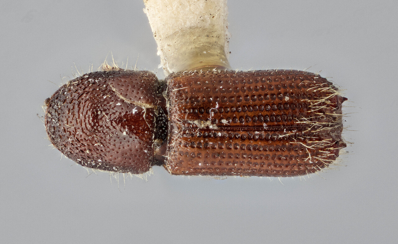 Genus / Species: Pityokteines ornatus | Image Author: J Buffam | Location: United States, Arizona, Williams | Image Type: lectotype | Collection: Canadian National Collection of Insects, Arachnids and Nematodes