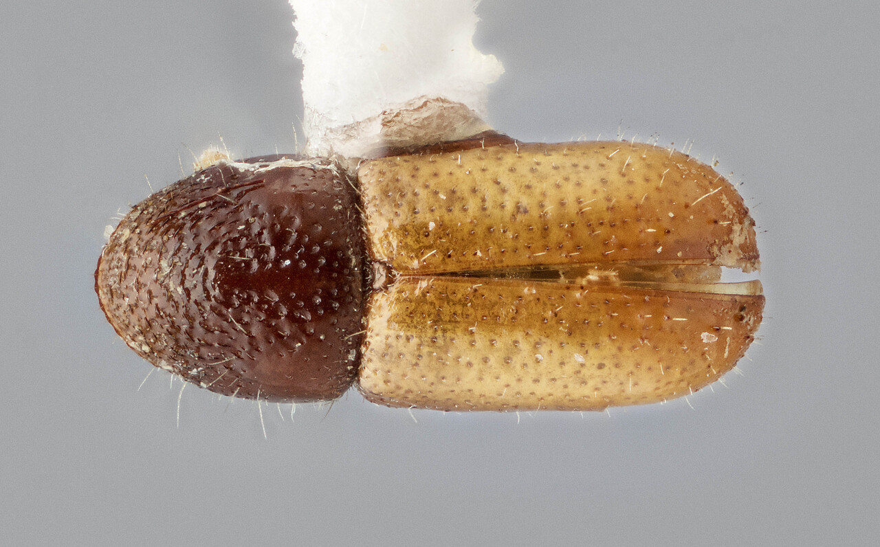 Genus / Species: Pityogenes hopkinsi | Image Author: J Buffam | Location: Canada, Quebec, Ste. Anne de Bellevue | Image Type: holotype | Collection: Canadian National Collection of Insects, Arachnids and Nematodes