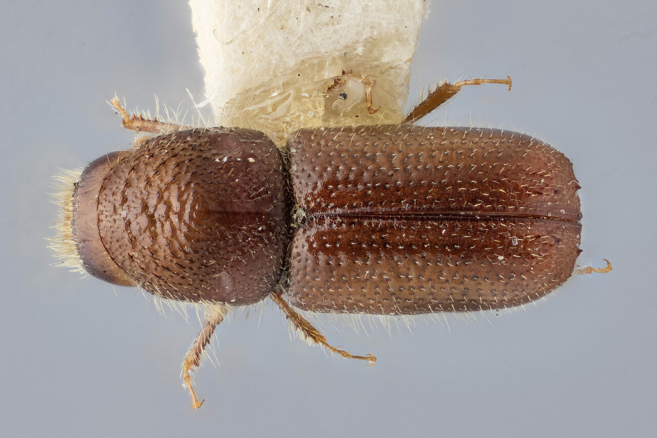 Genus / Species: Pityogenes knechteli | Image Author: J Buffam | Location: Canada, Alberta, Beauvert Lake, Jasper Park | Image Type: holotype | Collection: Canadian National Collection of Insects, Arachnids and Nematodes