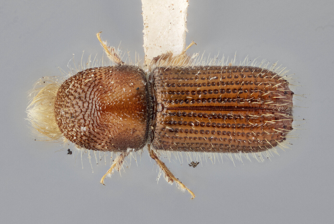 Genus / Species: Pityokteines elegans | Image Author: J Buffam | Location: United States, Oregon, Hood River | Image Type: lectotype | Collection: Canadian National Collection of Insects, Arachnids and Nematodes