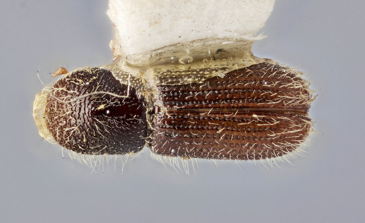 Genus / Species: Pityokteines minutus | Image Author: J Buffam | Location: Canada, Alberta, Jasper Park | Image Type: lectotype | Collection: Canadian National Collection of Insects, Arachnids and Nematodes