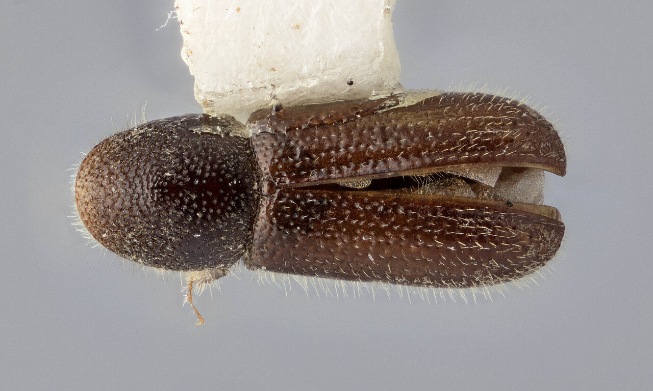 Genus / Species: Pityokteines mystacinus | Image Author: J Buffam | Location: United States, Washington, Mt. Rainier N.P. | Image Type: holotype | Collection: Canadian National Collection of Insects, Arachnids and Nematodes