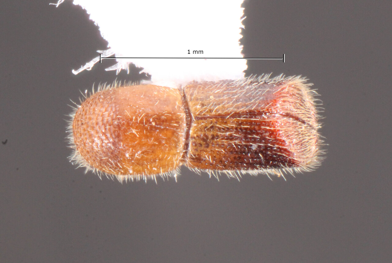 Genus / Species: Premnophilus wilsoni | Image Author: TH Atkinson | Location: Brazil, Amapá, Tartarugalzinho | Collection: Faculdade de Engenharia