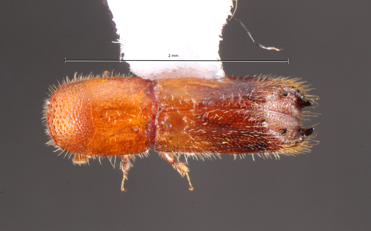 Genus / Species: Premnobius brownei | Image Author: TH Atkinson | Location: Brazil, Bahia, Vitória da Conquista | Collection: Faculdade de Engenharia