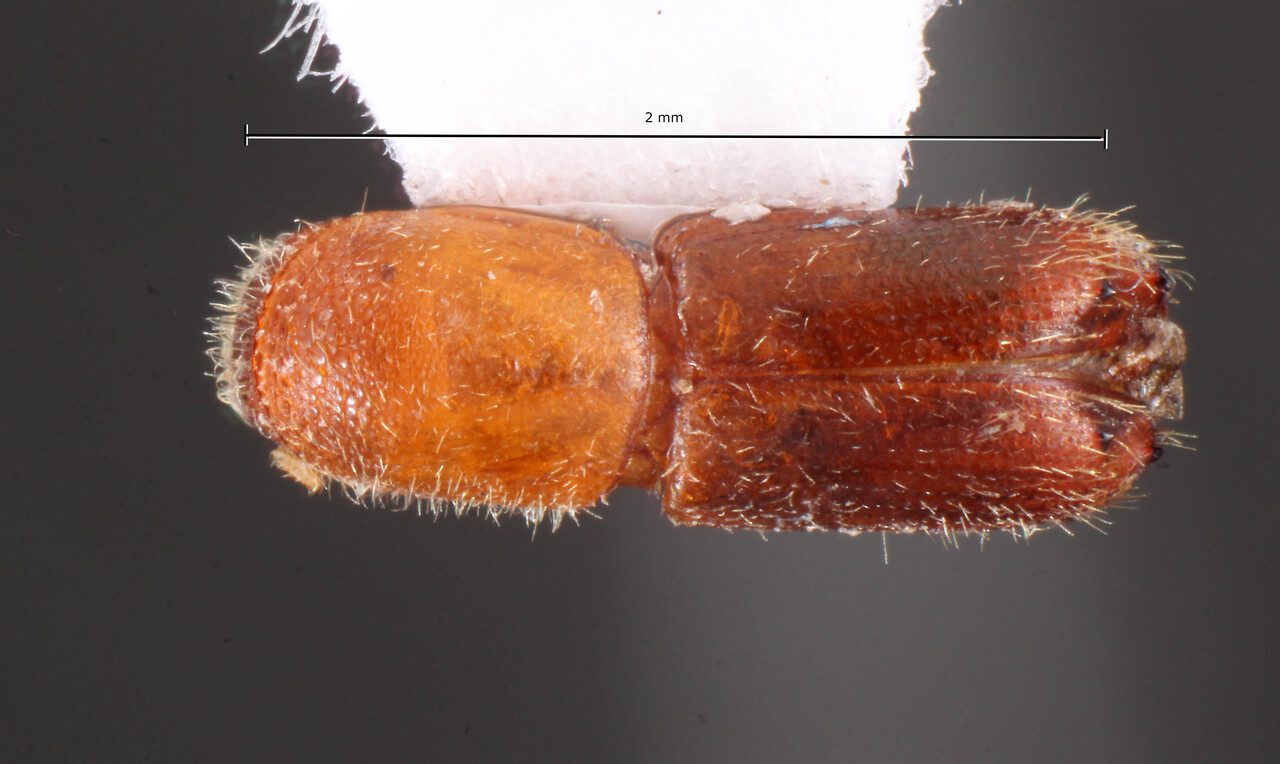 Genus / Species: Premnophilus maiai | Image Author: TH Atkinson | Location: Brazil, Amapá, Tartarugalzinho | Collection: Faculdade de Engenharia