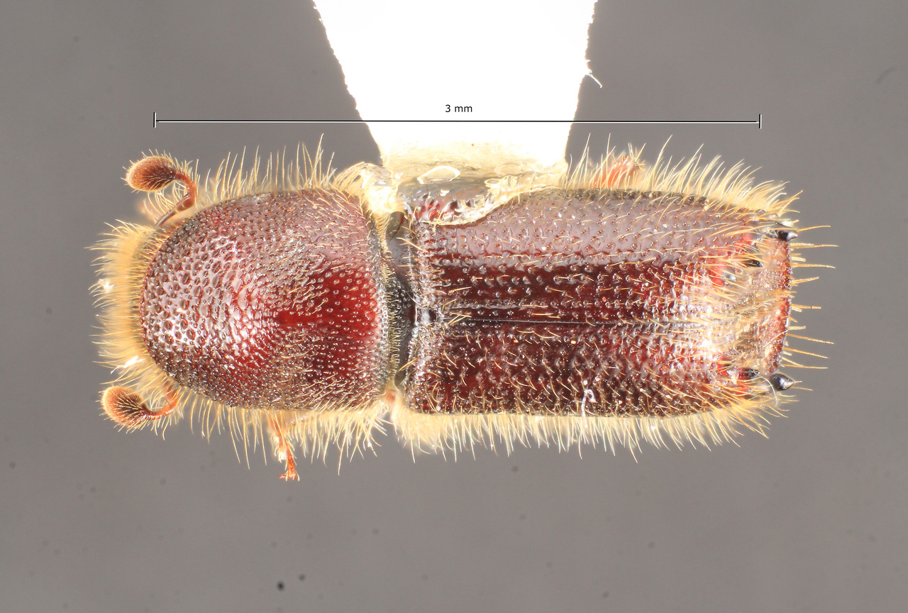 Genus / Species: Pseudips mexicanus | Image Author: TH Atkinson | Location: México, Oaxaca, Huayapan, 12 km N., carr 175 | Collection: University of Texas Insect Collection
