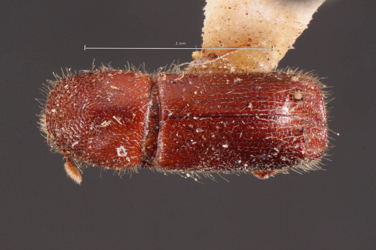 Genus / Species: Acanthotomicus granulatus | Image Author: TH Atkinson | Location: Venezuela, Aragua, Colonia Tovar | Image Type: lectotype | Collection: Naturhistorisches Museum Wien