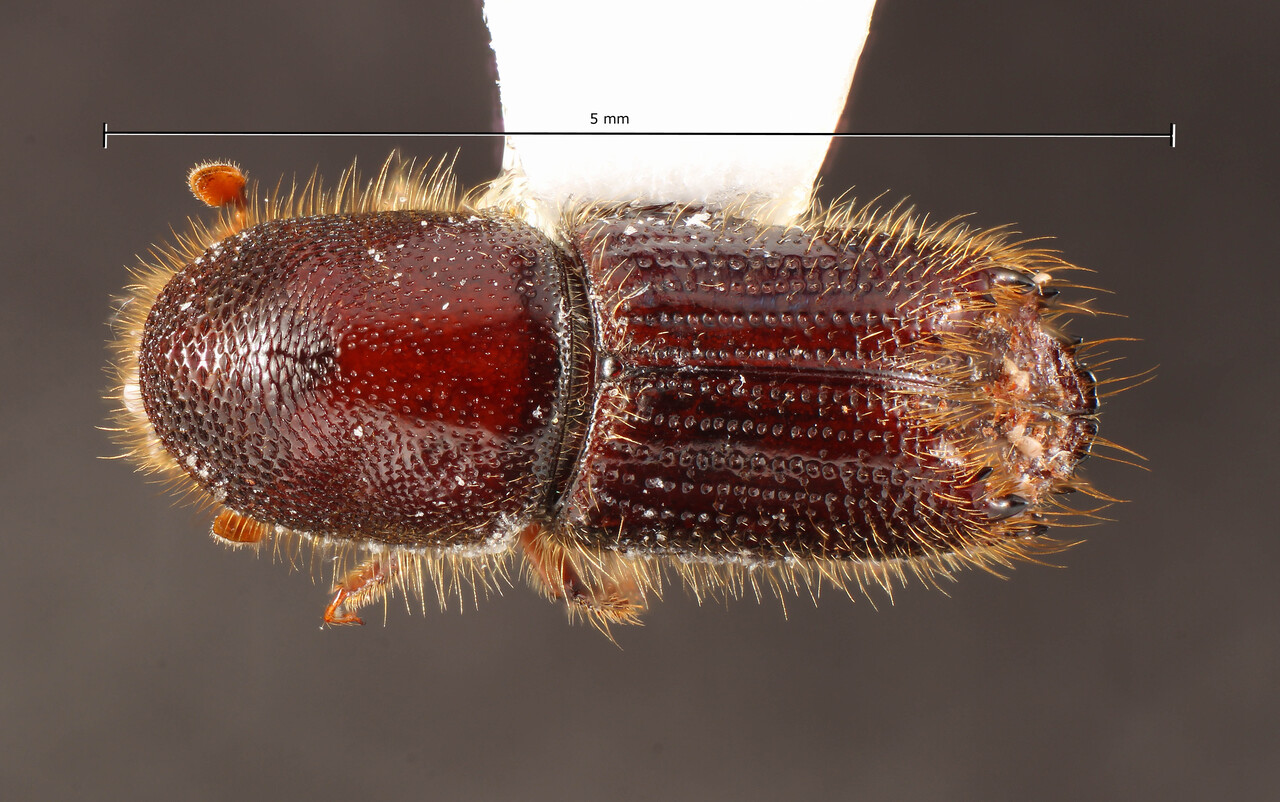 Genus / Species: Ips apache | Image Author: TH Atkinson | Location: Nicaragua, Estelí, La Almaciguera | Collection: University of Texas Insect Collection