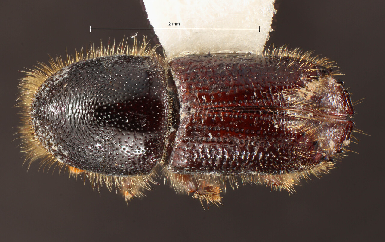Genus / Species: Ips hoppingi | Image Author: TH Atkinson | Location: United States, Texas, Dobbs Run Ranch | Collection: University of Texas Insect Collection