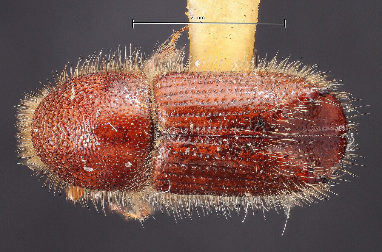 Genus / Species: Ips hunteri | Image Author: TH Atkinson | Location: United States, Colorado, Creede | Image Type: holotype | Collection: Snow Entomological Museum, Univ. Kansas
