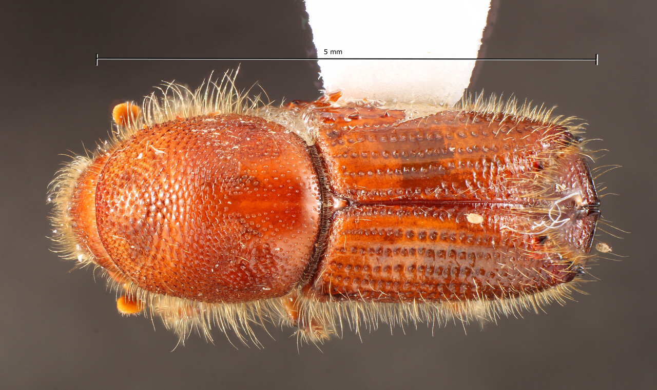 Genus / Species: Ips integer | Image Author: TH Atkinson | Location: México, México, Parque Nal. Zoquiapan | Collection: University of Texas Insect Collection