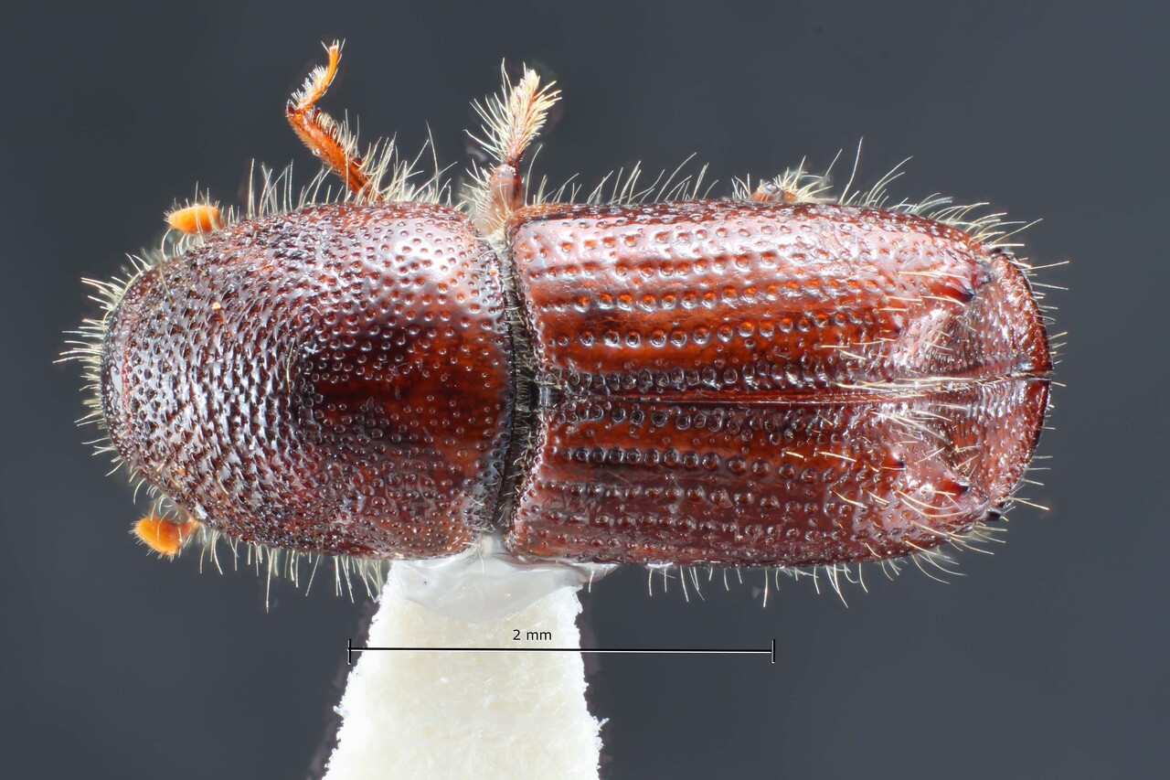 Genus / Species: Ips woodi | Image Author: TH Atkinson | Location: United States, New Mexico, Cloudcroft | Collection: Arthropod Collection