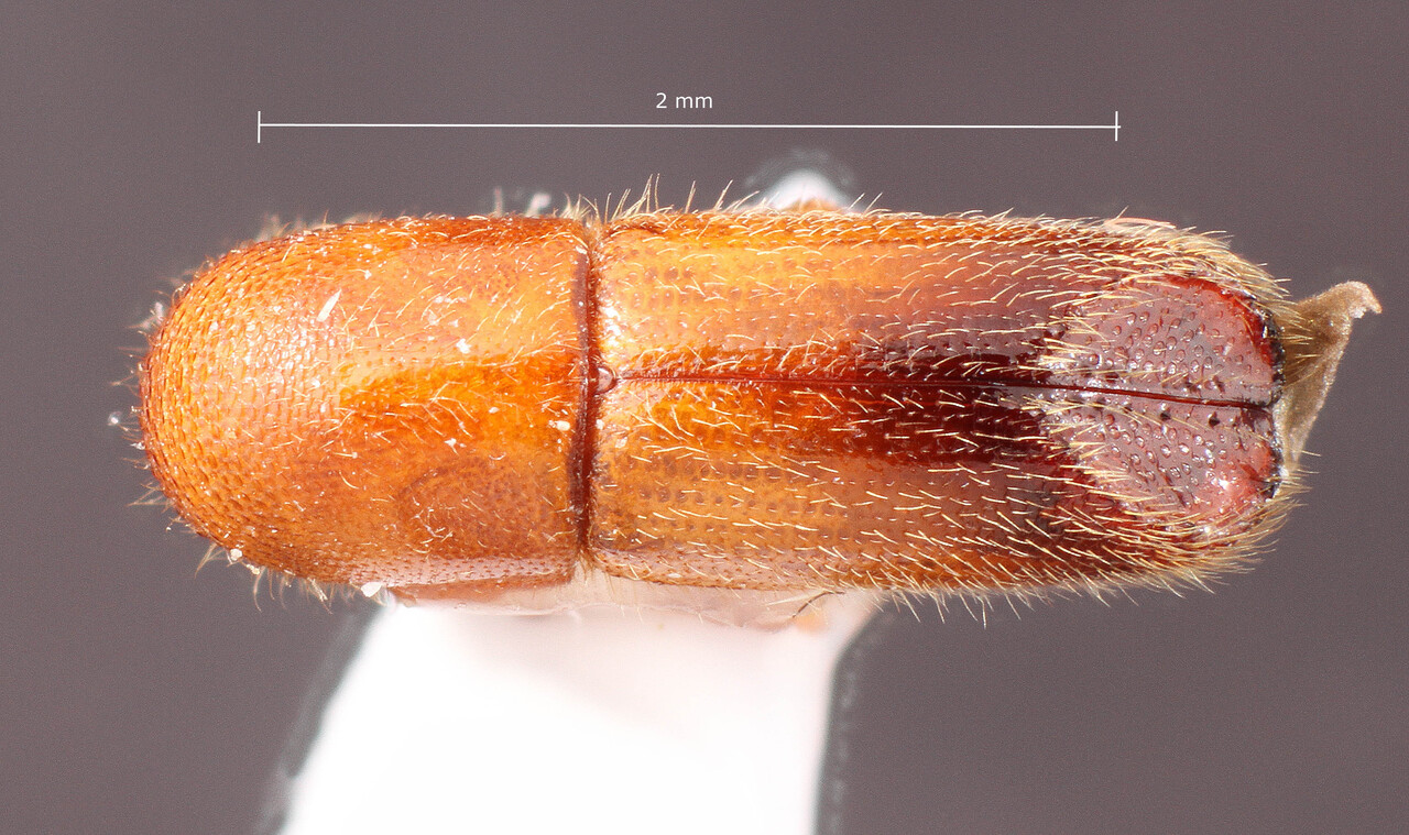 Genus / Species: Premnobius cavipennis | Image Author: TH Atkinson | Location: Fr. Guiana, Cayenne, Roura, 41 km SE on Kaw Rd. | Collection: T.H. Atkinson, synoptic collection