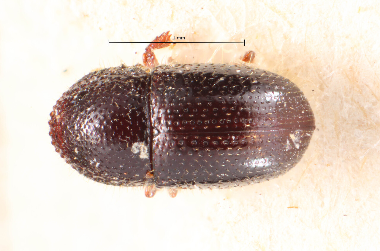 Genus / Species: Coccotrypes surinamensis | Image Author: TH Atkinson | Location: Brazil, Santa Catarina, Blumenau | Image Type: holotype | Collection: Naturhistorisches Museum Wien