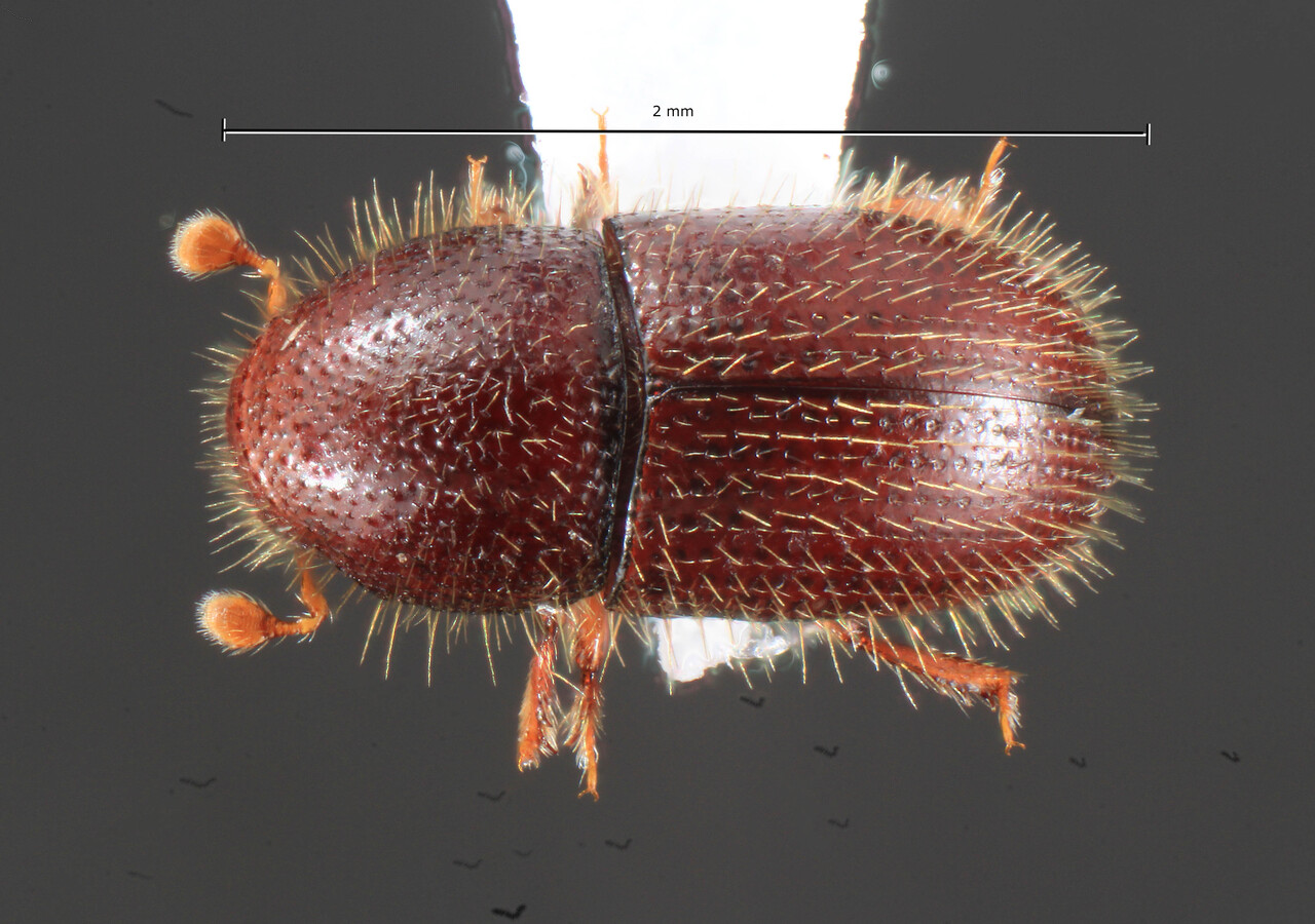 Genus / Species: Coccotrypes distinctus | Image Author: TH Atkinson | Location: United States, Florida, Wellington | Collection: University of Texas Insect Collection
