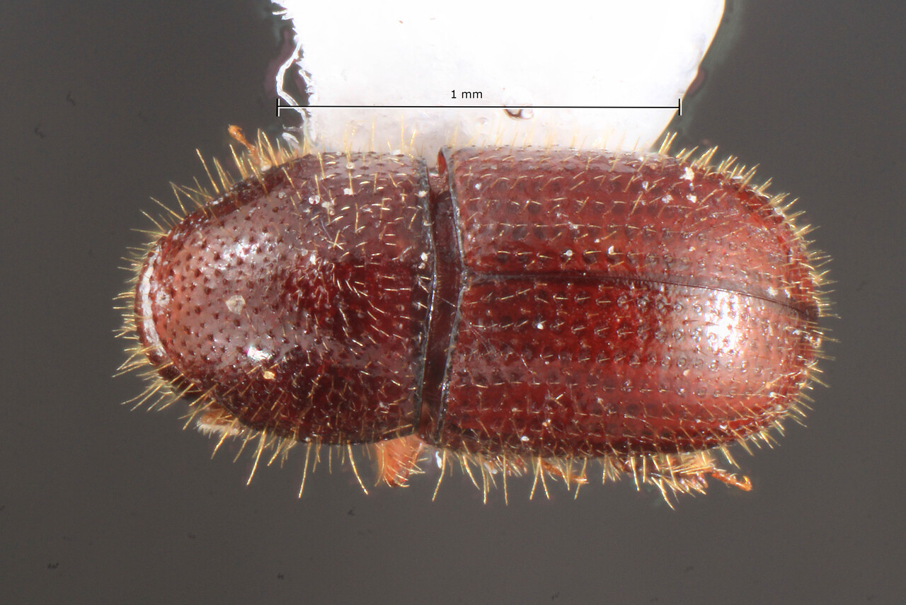 Genus / Species: <i>Coccotrypes distinctus</i> | Image Author: TH Atkinson | Location: United States, Texas, Woodville | Collection: University of Texas Insect Collection