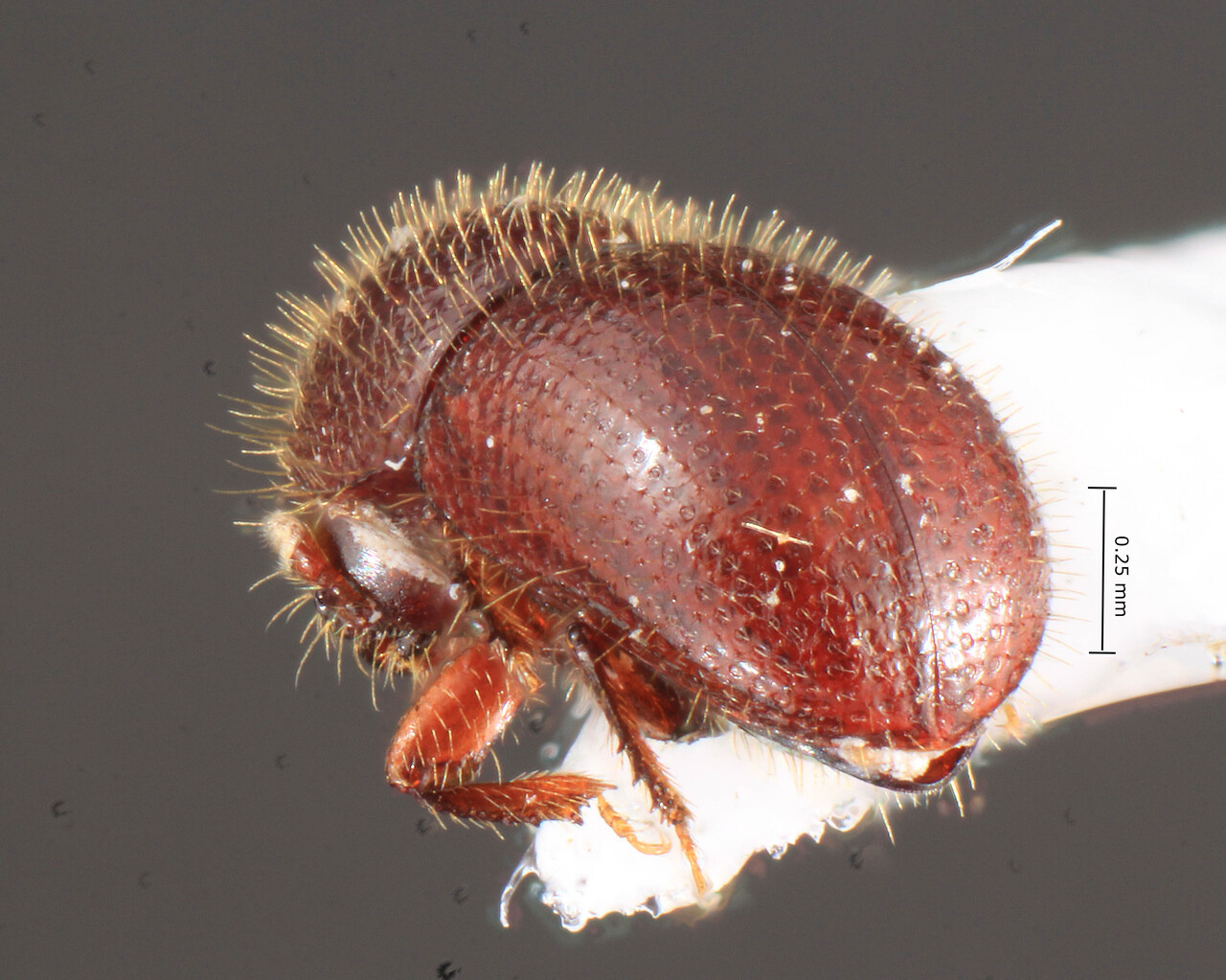 Genus / Species: <i>Coccotrypes distinctus</i> | Image Author: TH Atkinson | Location: United States, Texas, Woodville | Collection: University of Texas Insect Collection