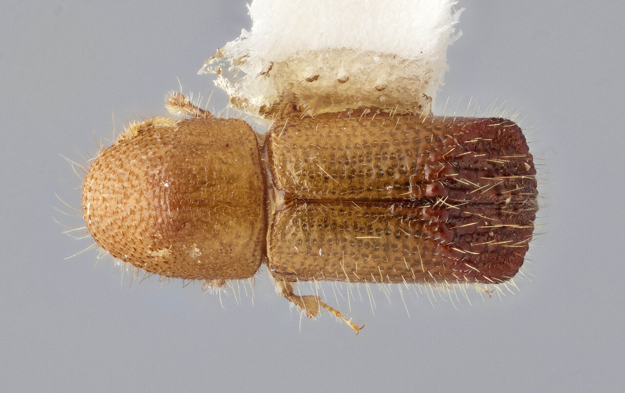 Genus / Species: Cyrtogenius abruptodeclivis | Image Author: J Buffam | Location: Malaysia, Sabah, Mt. Kinabalu N.P. | Image Type: holotype | Collection: Canadian National Collection of Insects, Arachnids and Nematodes