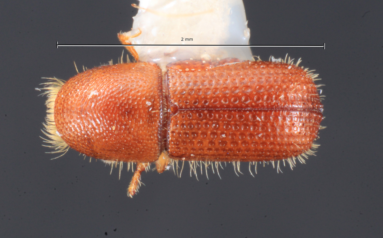 Genus / Species: Cyrtogenius brevior | Image Author: TH Atkinson | Location: Indonesia, Maluku, Moluccas | Collection: Texas A&M University Insect Collection
