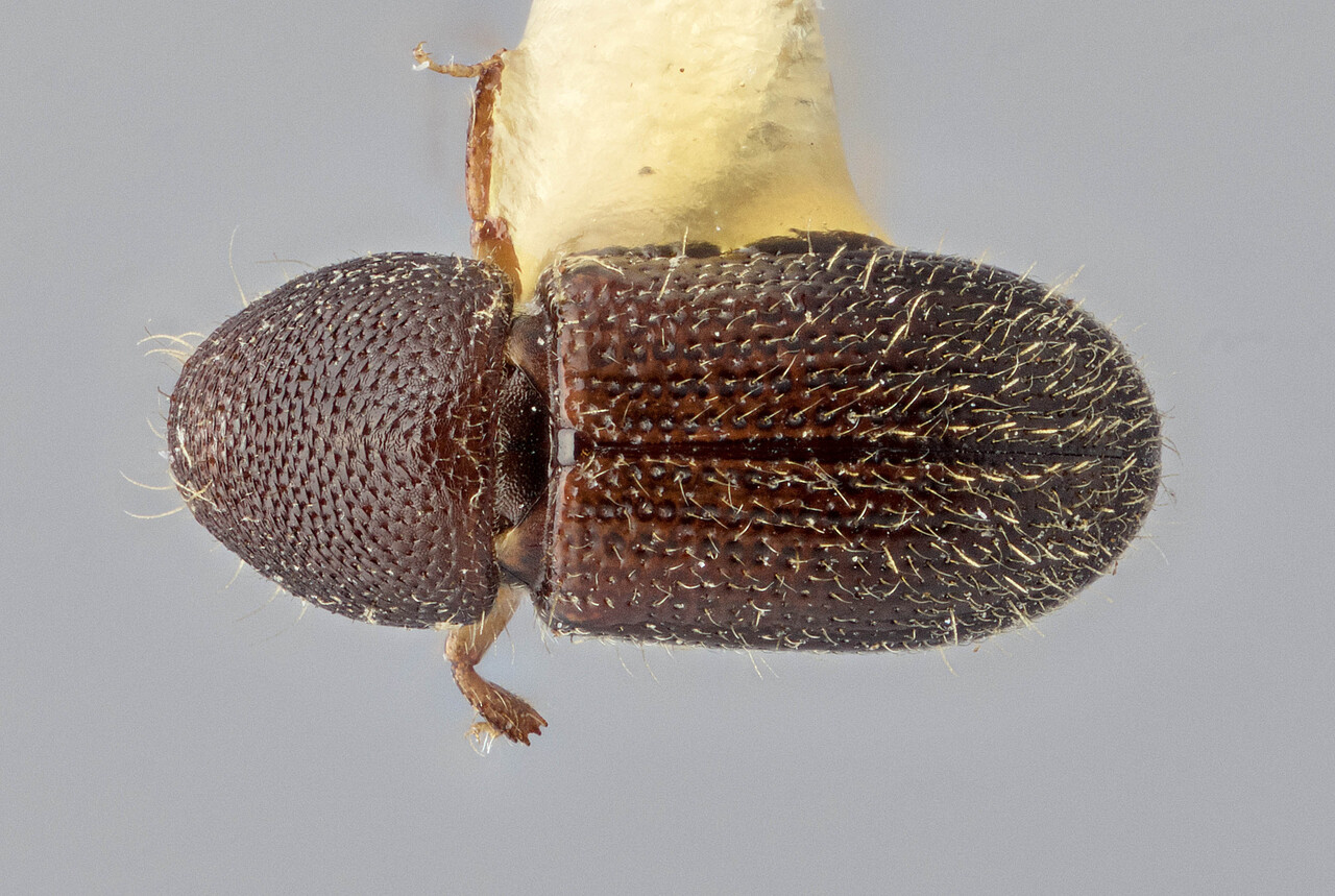 Genus / Species: Cyrtogenius cavifrons | Image Author: J Buffam | Location: Malaysia, Sabah, Mt. Kinabalu N.P. | Image Type: holotype | Collection: Canadian National Collection of Insects, Arachnids and Nematodes