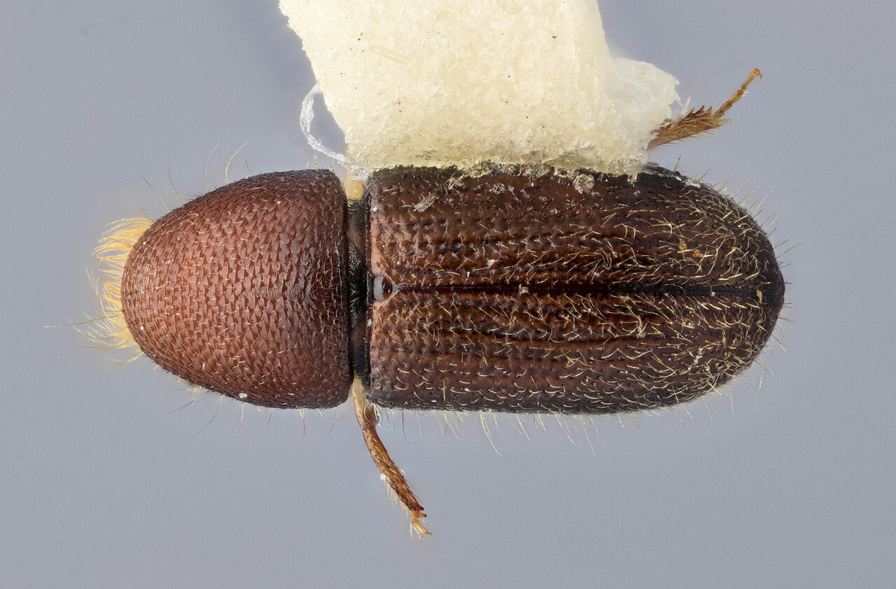 Genus / Species: Cyrtogenius lowi | Image Author: J Buffam | Location: Malaysia, Sabah, Mt. Kinabalu N.P. | Image Type: holotype | Collection: Canadian National Collection of Insects, Arachnids and Nematodes