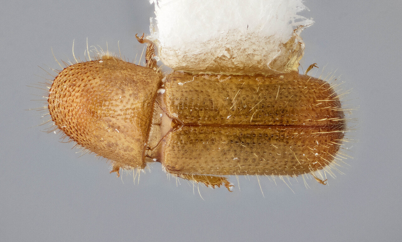 Genus / Species: Cyrtogenius mandibularis | Image Author: J Buffam | Location: Malaysia, Sabah, Mt. Kinabalu N.P. | Image Type: holotype | Collection: Canadian National Collection of Insects, Arachnids and Nematodes