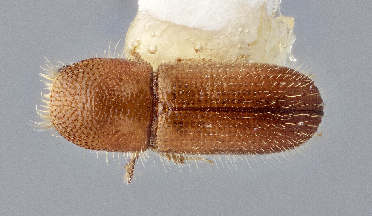 Genus / Species: Cyrtogenius mediosetosus | Image Author: J Buffam | Location: Malaysia, Sabah, Mt. Kinabalu N.P. | Image Type: holotype | Collection: Canadian National Collection of Insects, Arachnids and Nematodes