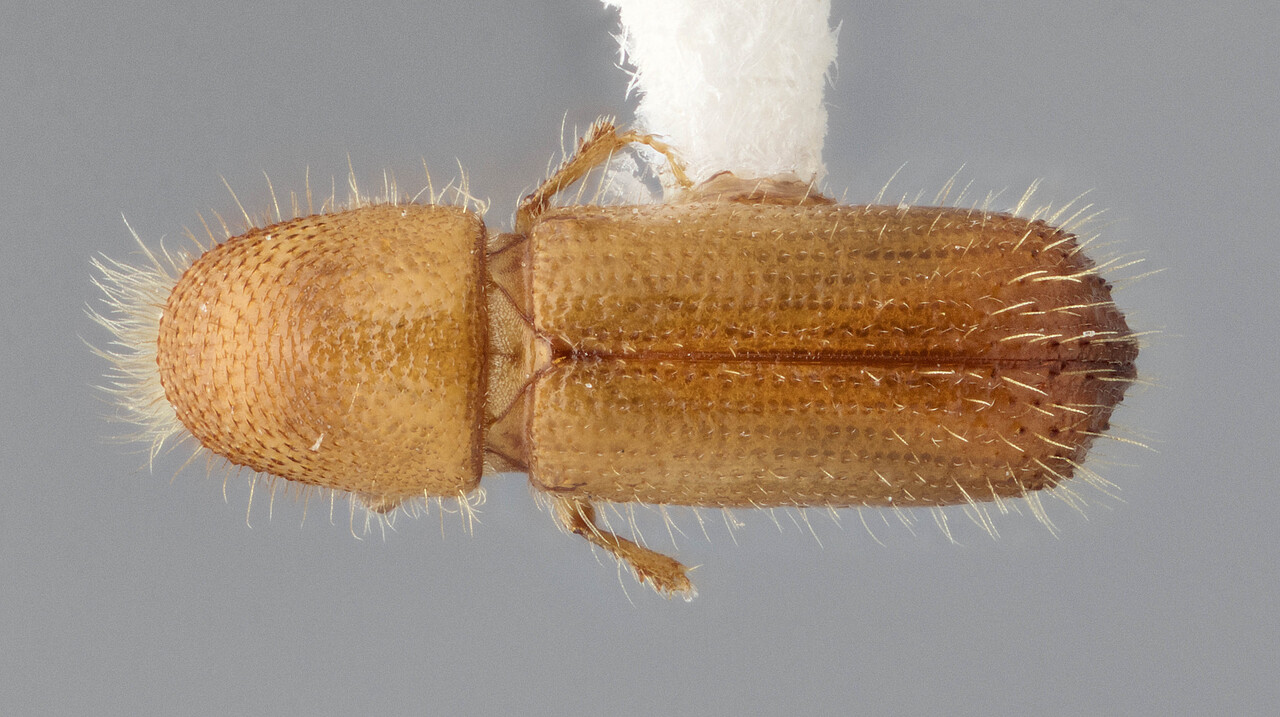 Genus / Species: Cyrtogenius nodulosus | Image Author: J Buffam | Location: Malaysia, Sabah, Park Headquarters, Mt. Kinabalu N.P. | Image Type: holotype | Collection: Canadian National Collection of Insects, Arachnids and Nematodes