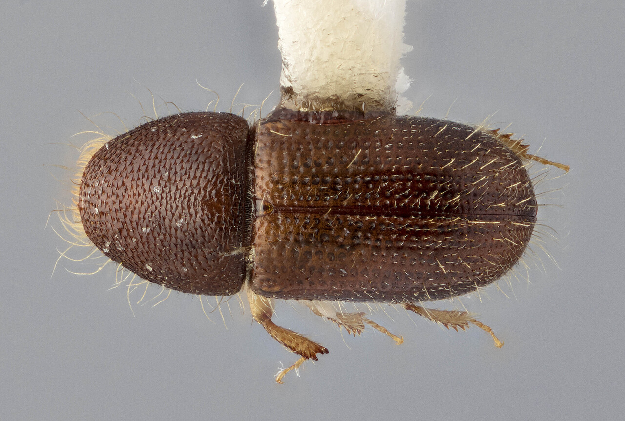 Genus / Species: Cyrtogenius obesus | Image Author: J Buffam | Location: Malaysia, Sabah, Mt. Kinabalu Natl. Park | Image Type: holotype | Collection: Canadian National Collection of Insects, Arachnids and Nematodes