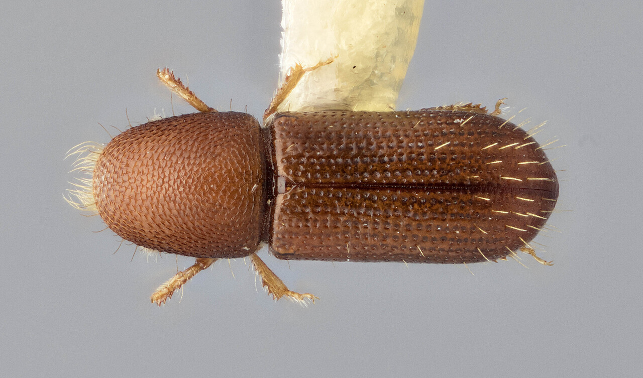 Genus / Species: Cyrtogenius prinavorus | Image Author: J Buffam | Location: Malaysia, Sabah, Mt. Kinabalu N.P. | Image Type: holotype | Collection: Canadian National Collection of Insects, Arachnids and Nematodes