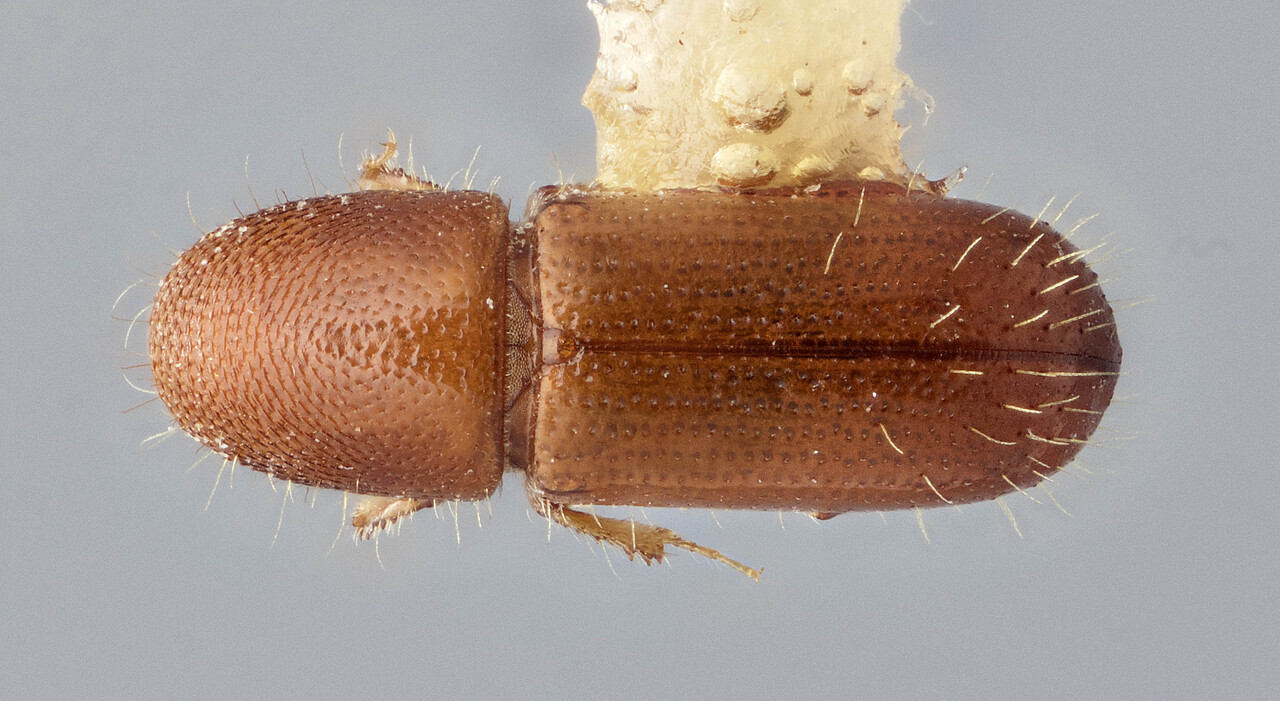 Genus / Species: Cyrtogenius quercicolens | Image Author: J Buffam | Location: Malaysia, Sabah, Mt. Kinabalu N.P. | Image Type: holotype | Collection: Canadian National Collection of Insects, Arachnids and Nematodes
