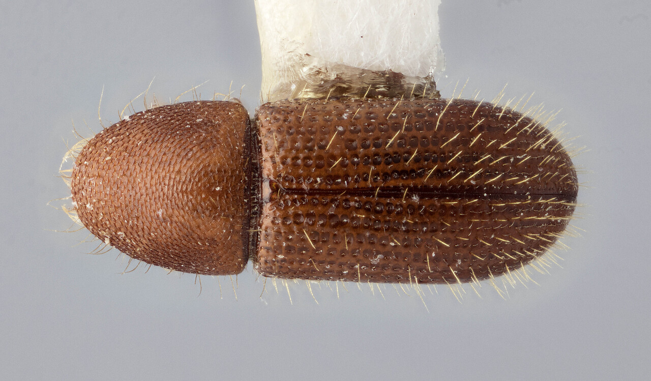 Genus / Species: Cyrtogenius smetanai | Image Author: J Buffam | Location: Malaysia, Sabah, Mt. Kinabalu N.P. | Image Type: holotype | Collection: Canadian National Collection of Insects, Arachnids and Nematodes