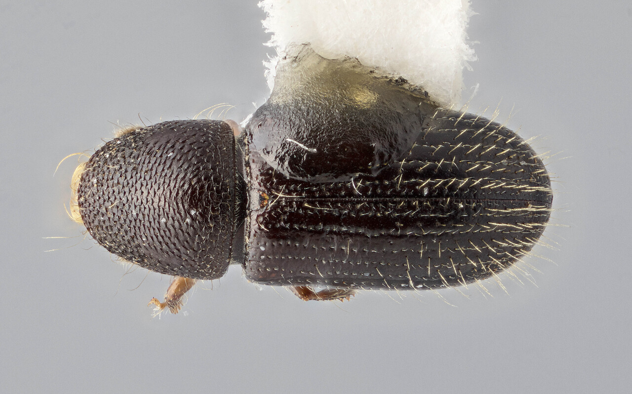 Genus / Species: Cyrtogenius tanae | Image Author: J Buffam | Location: Malaysia, Sabah, Mt. Kinabalu Natl. Park | Image Type: holotype | Collection: Canadian National Collection of Insects, Arachnids and Nematodes