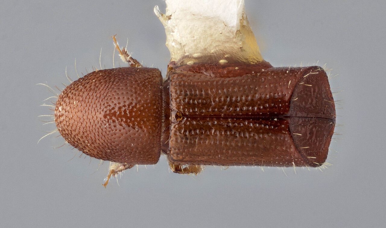 Genus / Species: Cyrtogenius tikaludus | Image Author: J Buffam | Location: Malaysia, Sabah, Park Headquarters, Mt. Kinabalu N.P. | Image Type: holotype | Collection: Canadian National Collection of Insects, Arachnids and Nematodes