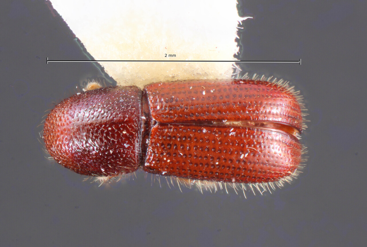 Genus / Species: Dendrocranulus barbatulus | Image Author: TH Atkinson | Location: Lesser Antilles, Grenada, St. Andrew, Mirabeau Agric. Lab. | Image Type: allotype | Collection: Florida State Collection of Arthropods