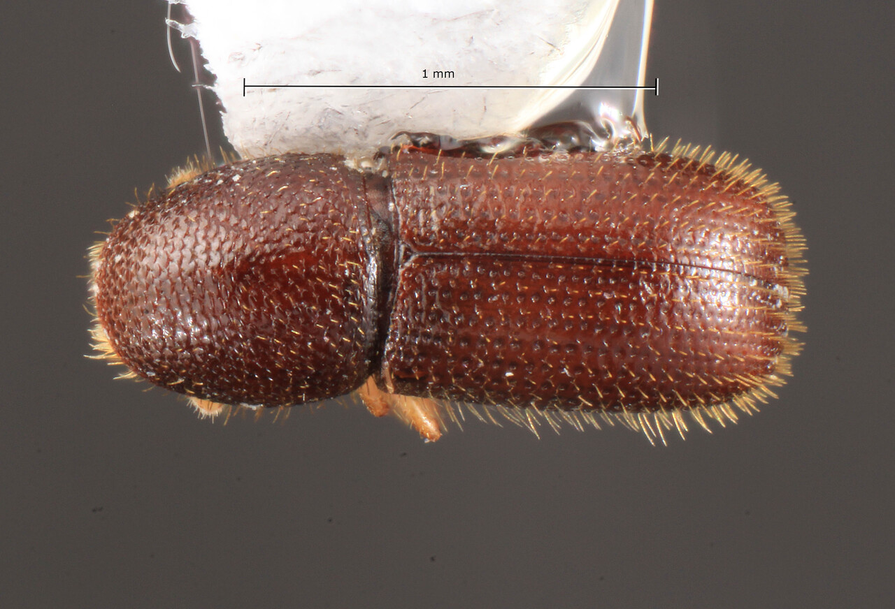 Genus / Species: Dendrocranulus maurus | Image Author: TH Atkinson | Location: México, Veracruz, La Bandera | Collection: University of Texas Insect Collection