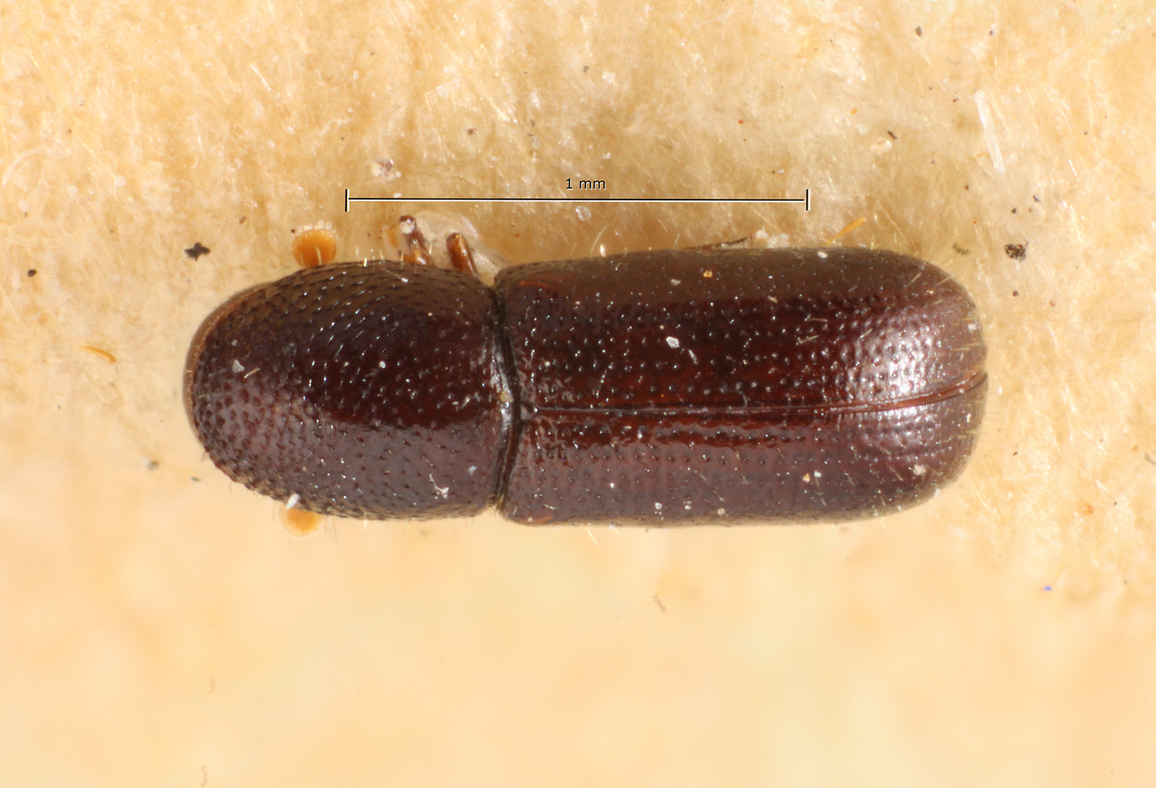 Genus / Species: Dendrocranulus costalimai | Image Author: TH Atkinson | Location: Brazil, São Paulo, Barueri | Image Type: allotype | Collection: Museo de Zoologia