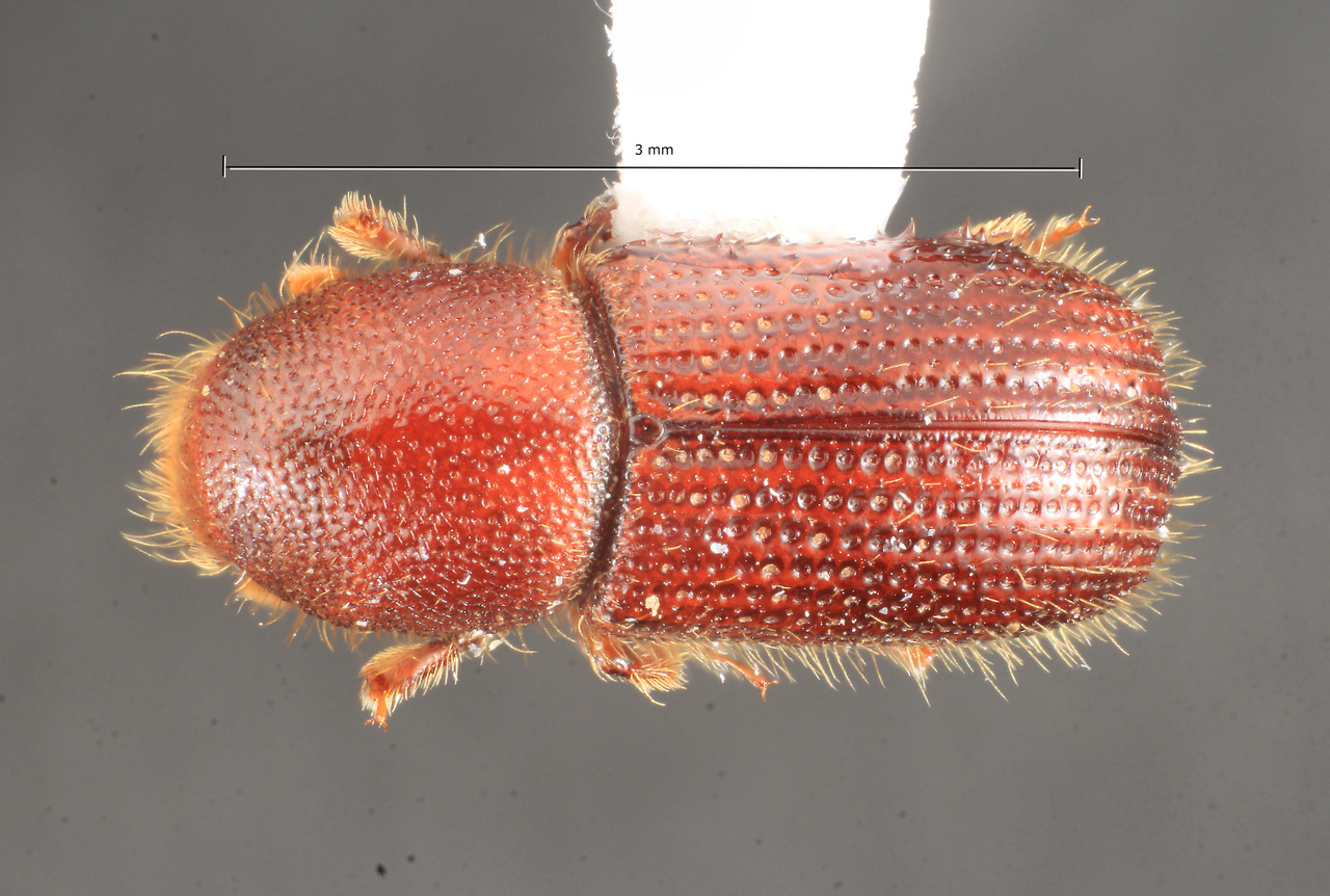 Genus / Species: Dryocoetes caryi | Image Author: TH Atkinson | Location: United States, Pennsylvania, New Bedford, 3.5 km SE | Collection: T.H. Atkinson, synoptic collection
