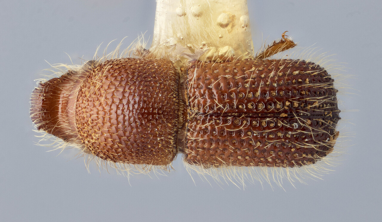 Genus / Species: Dryocoetes conspicuus | Image Author: J Buffam | Location: Malaysia, Sabah, Park Headquarters, Mt. Kinabalu N.P. | Image Type: holotype | Collection: Canadian National Collection of Insects, Arachnids and Nematodes
