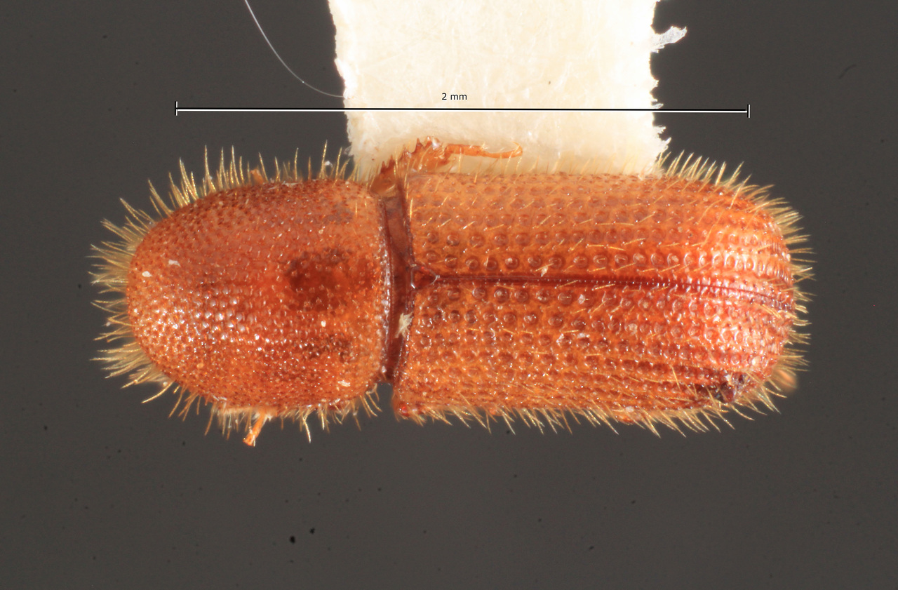 Genus / Species: Dryocoetes granicollis | Image Author: TH Atkinson | Location: United States, Texas, College Station | Collection: University of Texas Insect Collection