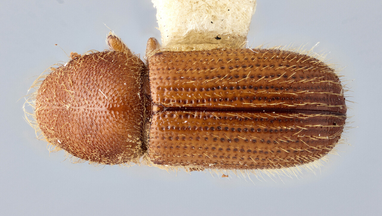 Genus / Species: Dryocoetes autographus | Image Author: J Buffam | Location: Canada, British Columbia, Stanley Pk., Vancouver  | Image Type: lectotype | Collection: Canadian National Collection of Insects, Arachnids and Nematodes