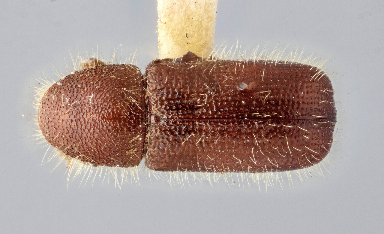 Genus / Species: Dryocoetes affaber | Image Author: J Buffam | Location: United States, Colorado, Colorado (state) | Image Type: holotype | Collection: Canadian National Collection of Insects, Arachnids and Nematodes