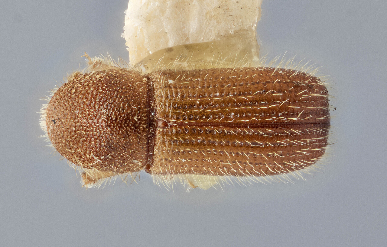 Genus / Species: Dryocoetes sechelti | Image Author: J Buffam | Location: Canada, British Columbia, Sechelt | Image Type: lectotype | Collection: Canadian National Collection of Insects, Arachnids and Nematodes