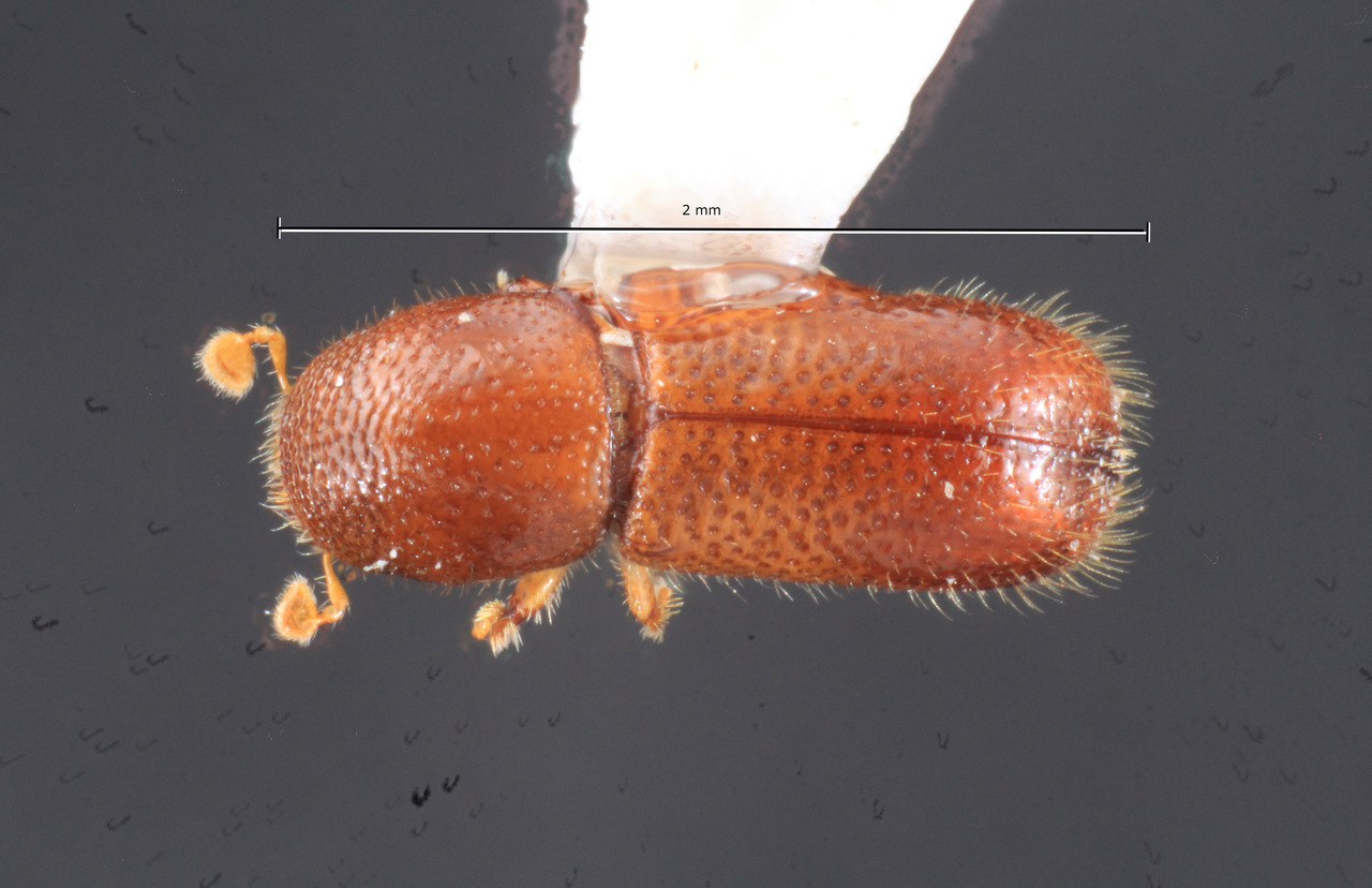 Genus / Species: Lymantor decipiens | Image Author: TH Atkinson | Location: United States, Indiana, Henryville | Collection: Texas A&M University Insect Collection