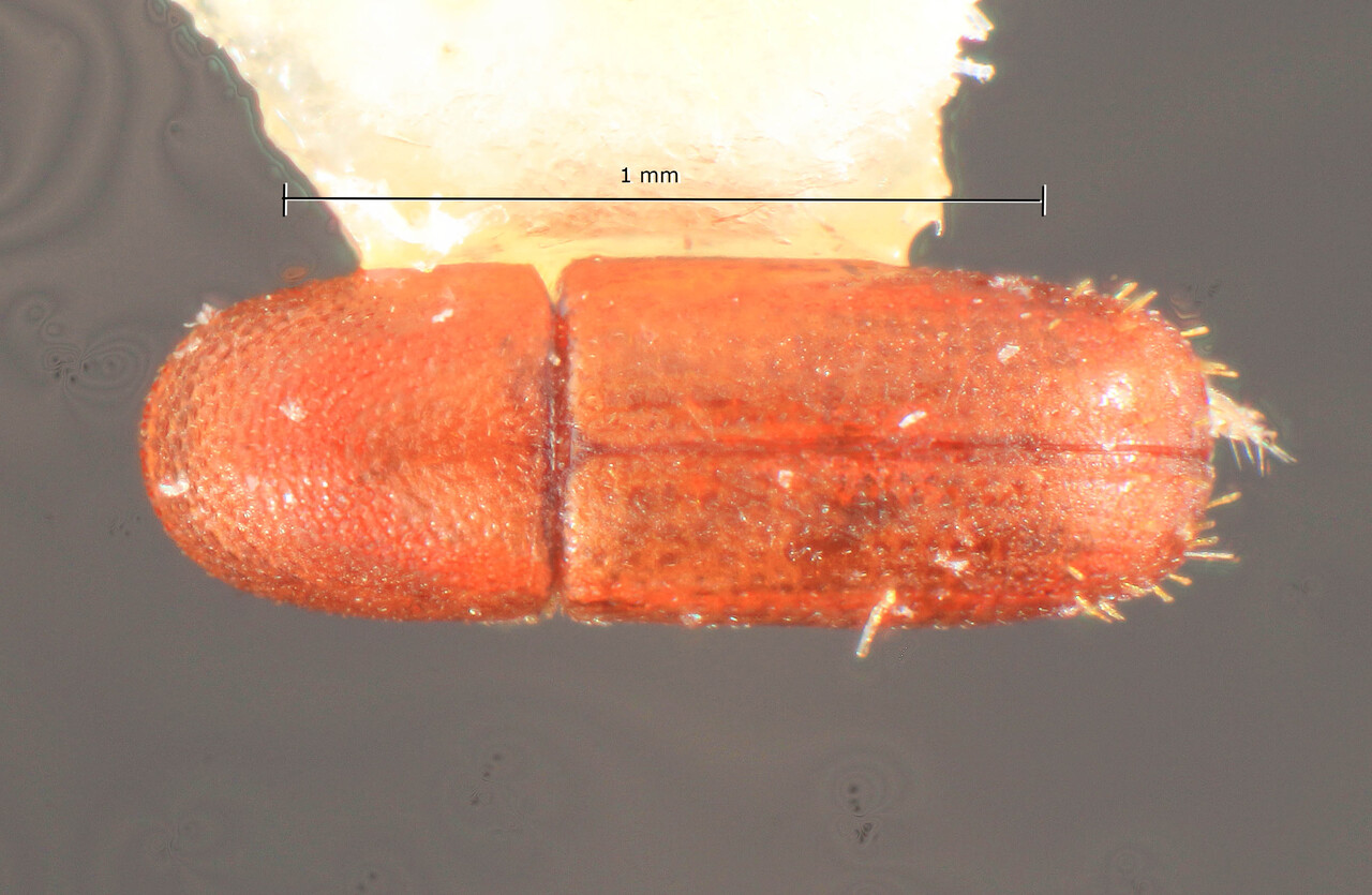 Genus / Species: Minyotrypetes primus | Image Author: TH Atkinson | Location: Curaçao, Christoffel Park | Image Type: holotype | Collection: Florida State Collection of Arthropods