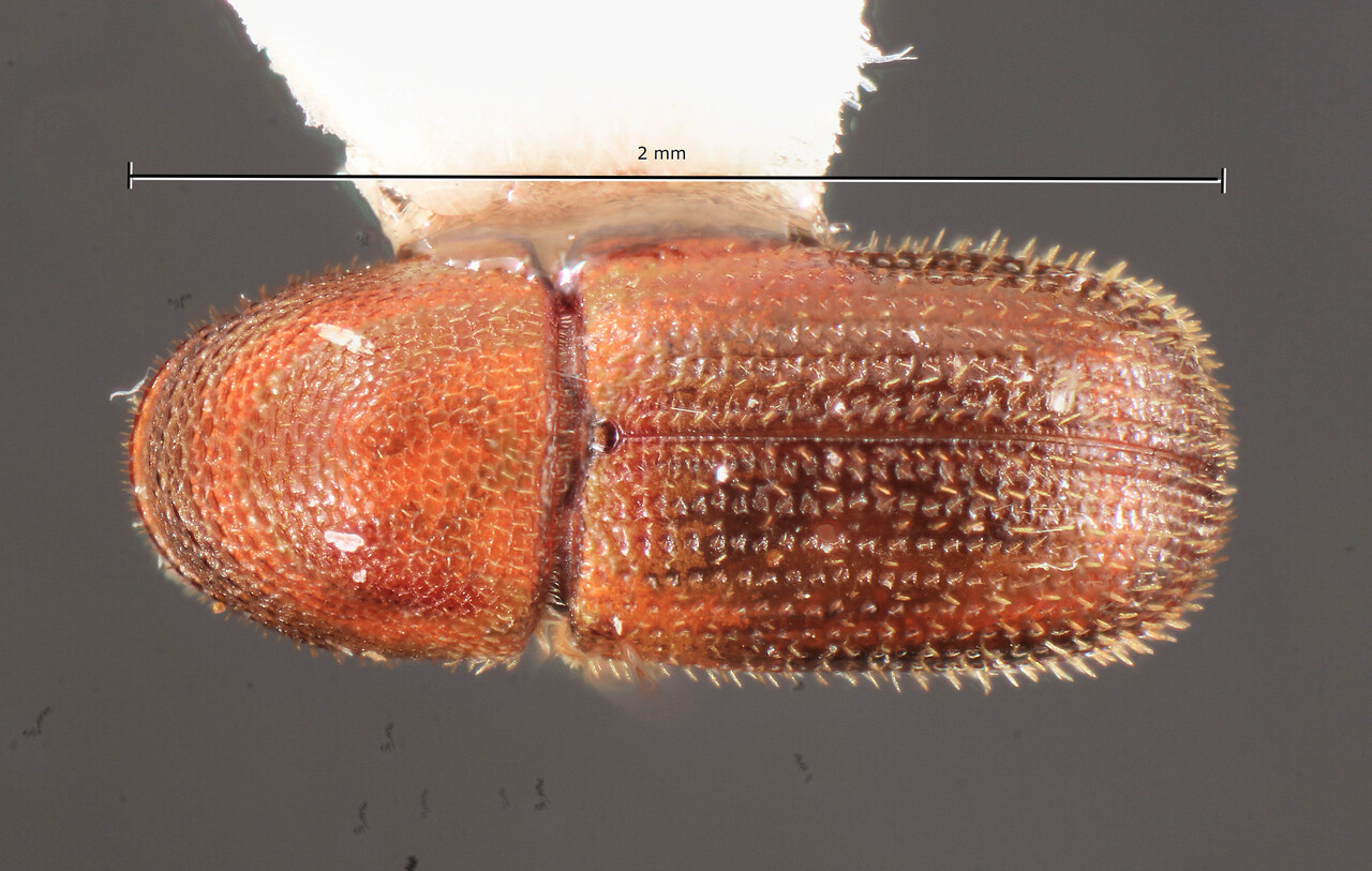 Genus / Species: Neocultus thomasi | Image Author: TH Atkinson | Location: Curaçao, Christoffel Park | Image Type: holotype | Collection: Florida State Collection of Arthropods